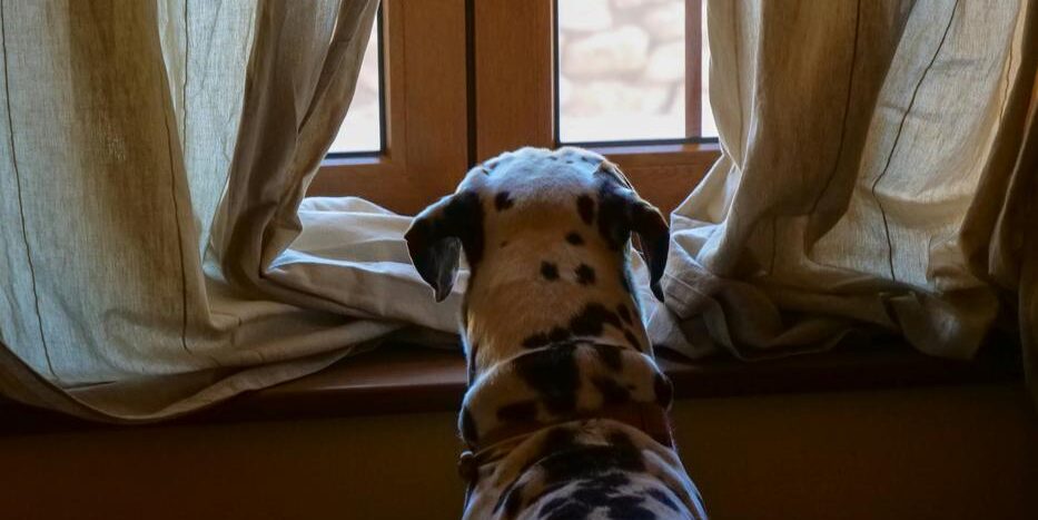 Déménagement animal domestique longue distance Déménagement animal domestique longue distance