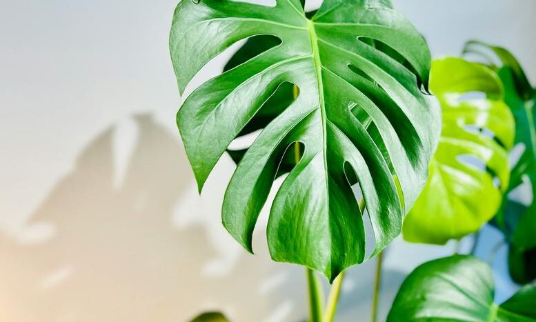 Guide déménagement plantes